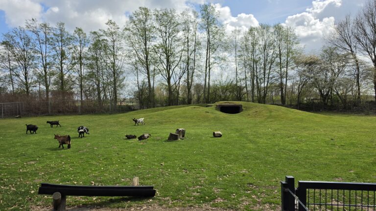 Groene speelweide met geitjes op vakantiepark ’t Hooge Holt