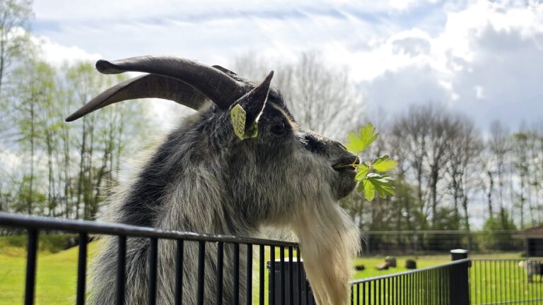 Dierenweide op vakantiepark ’t Hooge Holt in Gramsbergen